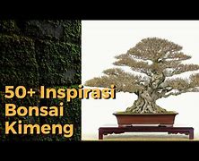 Bonsai Kimeng Juara