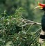 Burung Enggang Kalimantan Barat