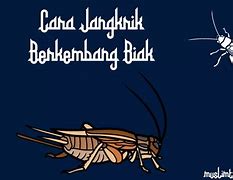 Jangkrik Berkembang Biak Dengan Cara